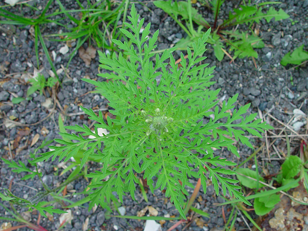 Immagine che raffigura Metodi per il contenimento di Ambrosia artemisiifolia